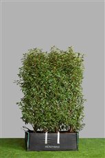 Our best selling line Prunus lus. Angustifolia Readybag.  Classic evergreen elegance and style