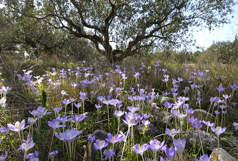 Olivier Filippi S Dry Garden Delights Society Of Garden Designers