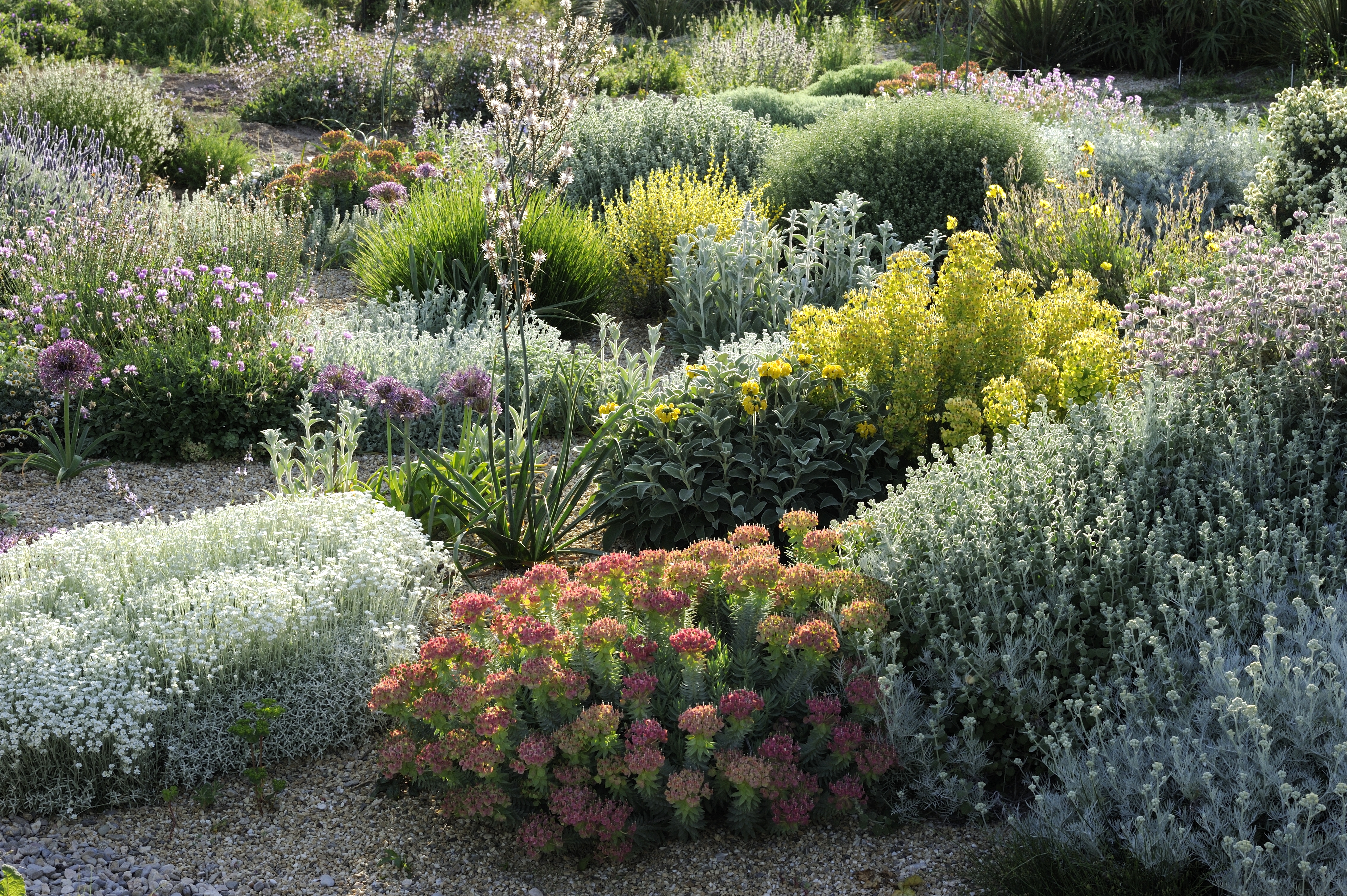 Olivier Filippi S Dry Garden Delights Society Of Garden Designers