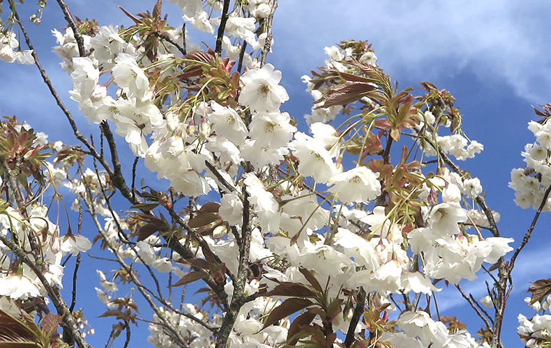 Top Cherry Trees For Gardens Society Of Garden Designers