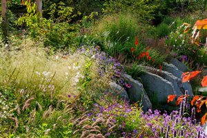 Adam Vetere MSGD - A Contemporary Cottage Garden - Image Ellie Walpole