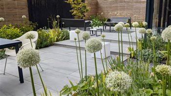 Porcelain patio with feature Acer and white alliums. 