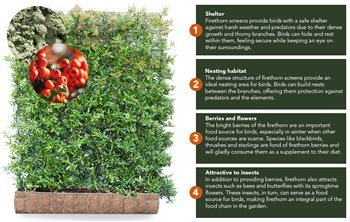 Mobilane Green Screen – Pyracantha (Firethorn)
De Pyracantha (Firethorn) is an excellent choice for a bird-friendly garden for several reasons: