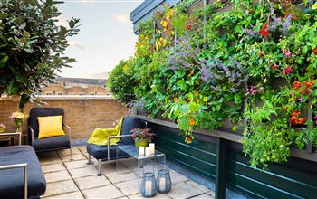 Bermondsey Roof Terrace Green Wall
Image: Maïtanne Hunt