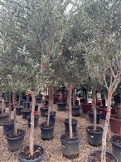 Olea europaea