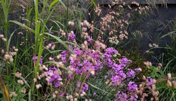 Prairie planting with pinks, purples and grass selection.