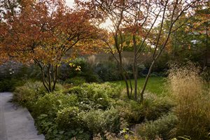 George Cullis MSGD - South London Garden - Image by Alister Thorpe