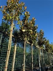 Magnolia grandiflora 'Gallisoniensis' standard--