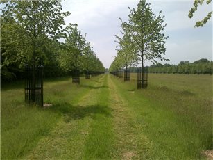 A stunning tree-lined avenue will offer shade and serenity.