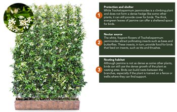 Mobilane Green Screen – Trachelospermum jasminoides (Jasmine)
Trachelospermum jasminoides (Jasmine) is an excellent choice for a bird-friendly garden for several reasons:
https://mobilane.com/en/news/eco-friendly-gardens-these-are-the-best-green-scre